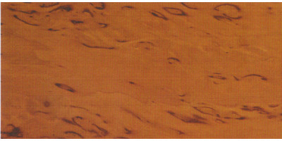 Береза карельська